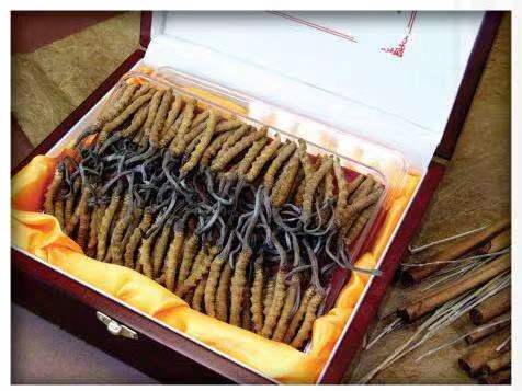 内黄冬虫夏草回收